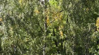 Doğanın güzel manzarası