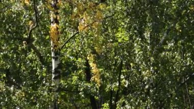 Parkta sonbahar yaprakları