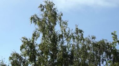 Ağaç dalları, doğa bitki örtüsü.