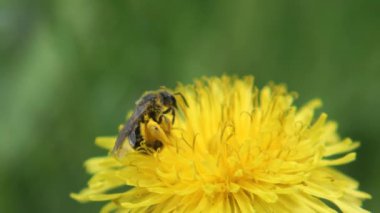 bir arı polen toplama