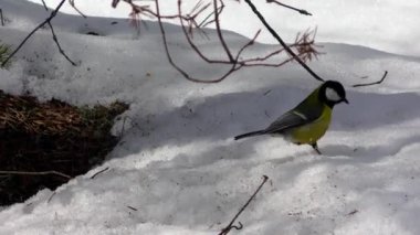 Bir kuşun yakın plan çekimi.