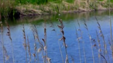 Nehrin kıyısındaki çimenler