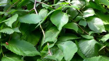 yeşil yapraklar, bitkiler ve yapraklar