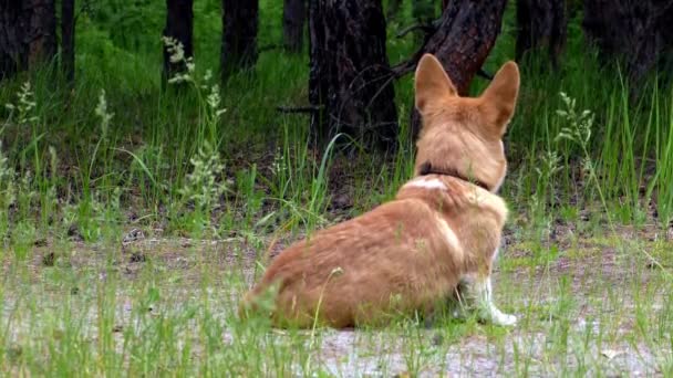 Raça Cão Jack Russell Terrier Grama — Vídeo de Stock