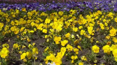 Bahçedeki güzel çiçekler