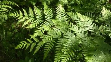 Ormanda yeşil yapraklar