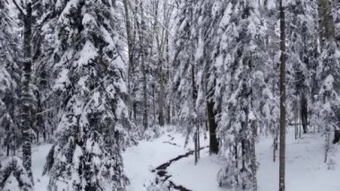 Kış ormanlarında yürüyüş