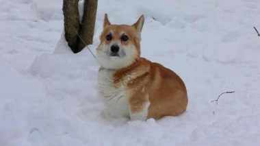 Kardaki köpek. Köpek yürüyor..