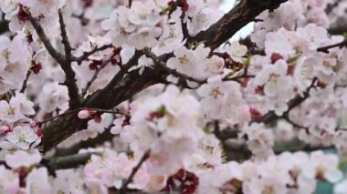 Bahçede çiçek açan güzel çiçekler