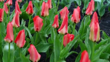 Güzel laleler çiçekler, flora