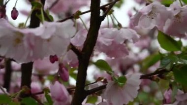 Bahçede güzel bahar çiçekleri