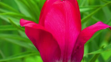 Kırmızı lale çiçekleri kapanıyor