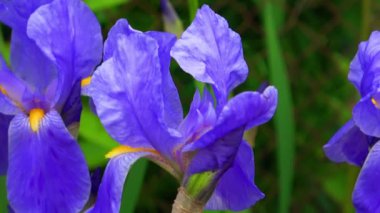 Çiçekler çimlerin üzerinde