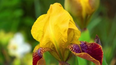 Iris çiçek yeşil zemin üzerine