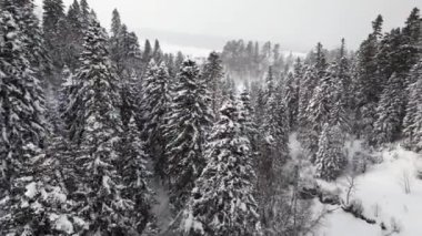 Kış Ormanında Karla Kaplanmış Ağaçlar