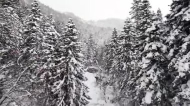 Dağlardaki güzel kış ormanı