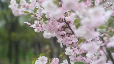Bahçedeki güzel çiçekler