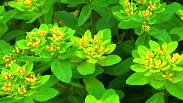 Hojas Verdes Flora Follaje — Vídeo de stock