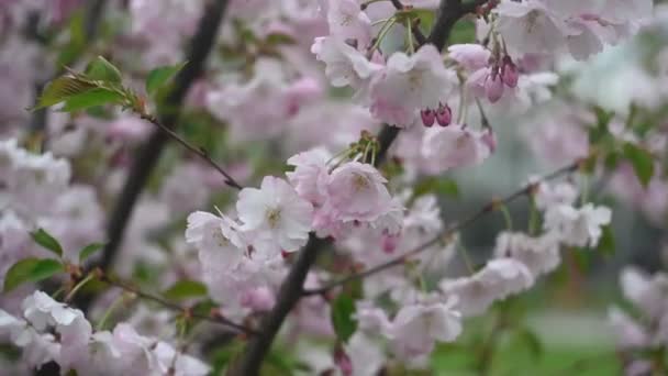 Wiśniowe Kwiaty Wiosna Blossom — Wideo stockowe