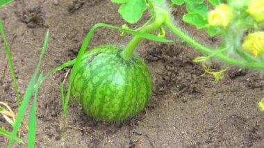 Yeşil kabak yere düştü.