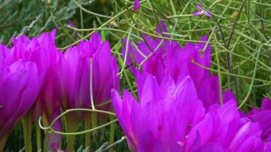 Bahçedeki güzel mor çiçek