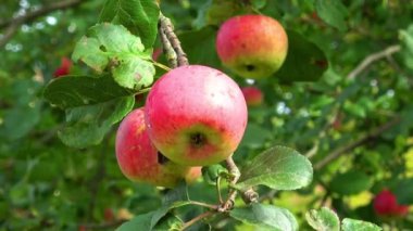 bir bahçe bir ağaçta Olgun kırmızı elmalar