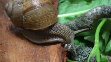 Doğadaki salyangozu kapatın.