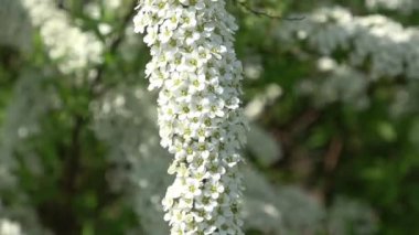 Bahçedeki güzel çiçekler