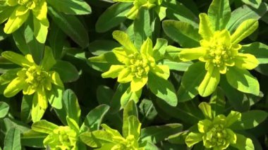 Kapat - sarı çiçekler, arkaplan