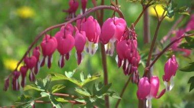 Kapalı - baharın güzel çiçekleri