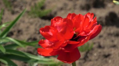 Bahçedeki kırmızı lale