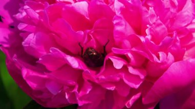 Bahçedeki güzel çiçekler