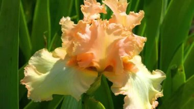 Güzel çiçeklenme çiçek görünümü yakın