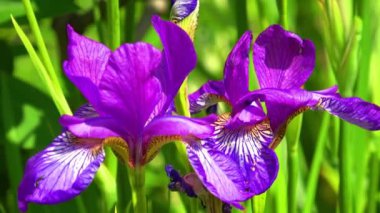 Bahçenin arka planında güzel bir iris çiçeği