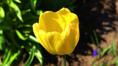 Bahçedeki güzel çiçekler