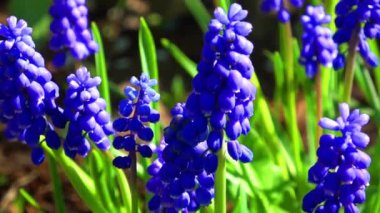 Hollanda 'da bir bahçede misk çiçekleri