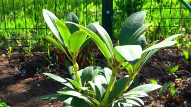 Bitkinin çiçeği. Bitki bahçede.