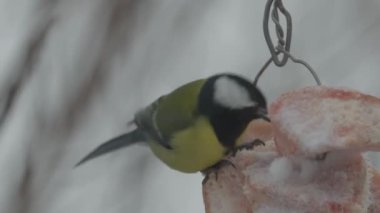 tit in the feeder