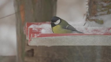 great tit sitting on a wooden bench in the park