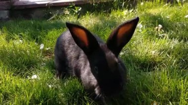 Siyah tavşan çim