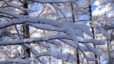 karla kaplı ağaç dalları parkta