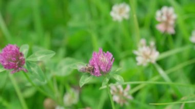 Bahçedeki güzel çiçekler