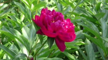 Bahçede büyüyen güzel pembe lale