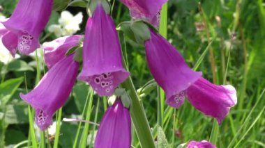 Güneşli yaz gününde bahçede yetişen güzel çiçekler.