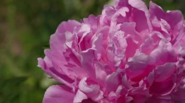 Güzel çiçeklerin güzel manzarasını kapat.