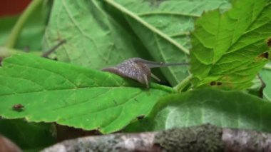 Genç bir kuşun yakın çekimi.