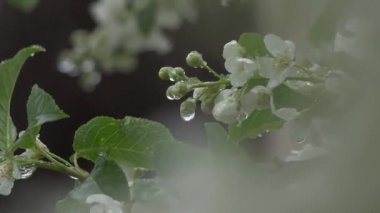 Güzel botanik fotoğrafı, doğal duvar kağıdı.