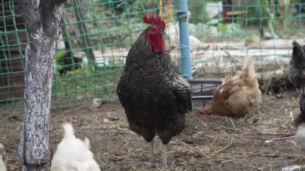 Çiftlikteki Bir Grup Tavuk — Stok video