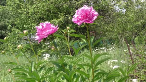 Ροζ Και Άσπρες Παιώνιες Έναν Κήπο Λουλούδια — Αρχείο Βίντεο