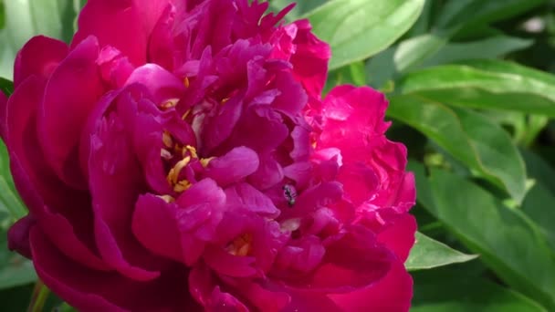花园里漂亮的红牡丹 — 图库视频影像